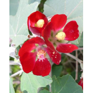 MEXICAN MALLOW BUSH – Phymosia umbellata 125mm RARE