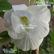BUTTERFLY PEA DOUBLE WHITE FORM – Clitorea ternatea alba flore plena 125mm