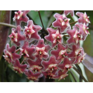 HOYA PURPLE HYBRID – Hoya Pubicalyx cv. “Purple Hybrid” IML 0049-75 mm pot