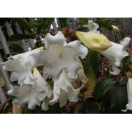 HERALDS TRUMPET – Beaumontia grandiflora 125 mm