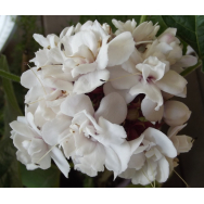 CASHMERE BOUQUET – Clerodendrum chinense var. chinense 125mm Rare