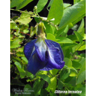 BUTTERFLY PEA DOUBLE FORM – Clitorea ternatea flore plena 125mm