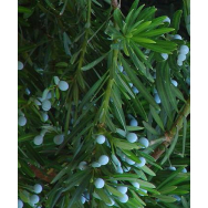 JAPANESE YEW – Podocarpus macrophyllus – 125 mm