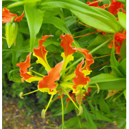 GLORY LILY – Gloriosa Rothchildiana 100 mm pot