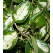 HOYA KRIMSON PRINCESS – Hoya carnosa variegata 75 mm pot