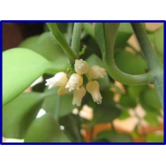 PROPELLER PLANT – Dischidia albida – rare 100 mm Hanging Basket