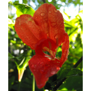 RED RUELLIA – Ruellia affinis 125mm pot rare.
