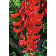 FLAME OF THE FOREST – Mucuna bennetii – 125mm pot