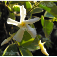 VARIEGATED CHINESE STAR JASMINE – Trachelospermum jasminoides variegata – 125mm