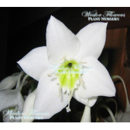 AMAZON LILY – Eucharis grandiflora (140mm pot)