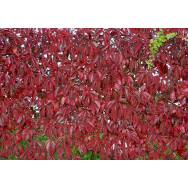 VIRGINIA CREEPER – Parthenocissus quinquefolia 125 mm pot