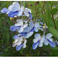 BUTTERFLY BUSH – Clerodendrum ugandense 125mm
