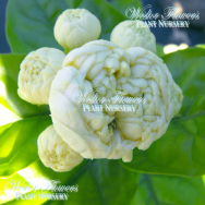 ‘CHINESE EMPEROR’ – Jasminum sambac flore plena 125mm