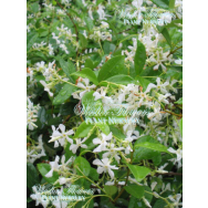 CHINESE STAR JASMINE – Trachelospermum jasminoides I40mm