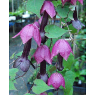 Purple Bells – Rhodochiton atrosanguineum 130mm H/Basket