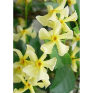 ‘YELLOW STAR’ – Trachelospermum jasminoides lutea   RARE 125mm