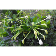 POSOQUERIA LONGIFLORA – Needle Flower Shrub 125mm Rare