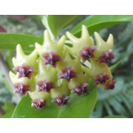 LOS BANOS – Hoya Los Banos syn. Hoya densifolia IML 1772- 75mm pot