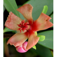 PORCELAIN FLOWER – Clusia ornotheura 125mm Rare