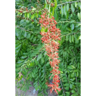 FLAME CREEPER – Combretum mycrophyllum var. paniculatum 125 mm pot