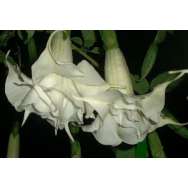 ANGELS TRUMPET DOUBLE WHITE- Brugmansia candida flora plena 125 mm