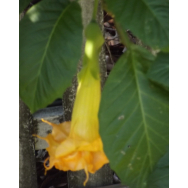BRUGMANSIA CLEMANTINE – Brugmansia sanguinea cv. Clemantine 125mm pot