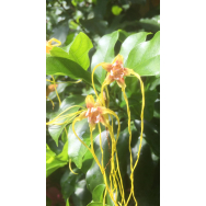 CORKSCREW PLANT – Strophanthus divaricatus – rare – 125mm pot