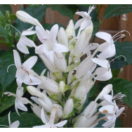 WHITE CANDLES – Whitfeldia elongata 125 mm pot