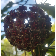 HOYA PURPLE HYBRID – Hoya pubicalyx Purple Hybrid IML 0049-125 mm Hanging Basket rare