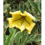 VARIEGATED GOLDEN CHALICE VINE – Solandra maxima variegata 125 mm pot