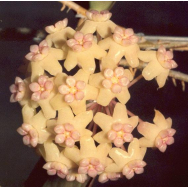 HOYA POTTSII ssp. BUDABADOO – IML 0489 – 125 mm Hanging Basket