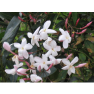 PINK or COMMON JASMINE – Jasminum polyanthum 125 mm pot