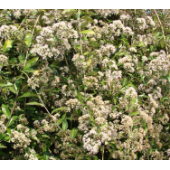 LEE KUAN YEW CREEPER – Vernonia elliptica 125 mm pot Rare