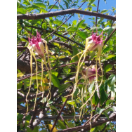 CORKSCREW FLOWER – Strophanthus speciosus RARE – 140mm Pot