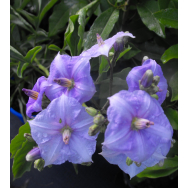 COSTA RICA NIGHTSHADE – Solanum wendlandii 140mm pot