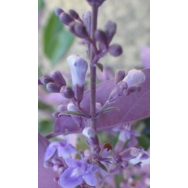 VARIEGATED ARABIAN LILACS – Vitex Trifoliata variegata 125 mm pot