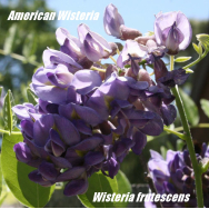 AMERICAN WISTERIA – Wisteria frutescens 125 mm pot
