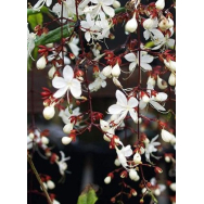 CLERODENDRUM SCHMIDTII – Chains of Glory Rare – 125 mm pot