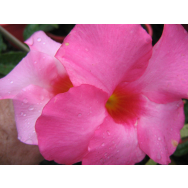 MANDEVILLA ‘ALICE DU PONT’ – Mandevilla x amabile cultivar-Alice Du Pont 125 mm pot