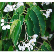 WHITE CANE BEGONIA- Begonia cane alba 125 mm pot