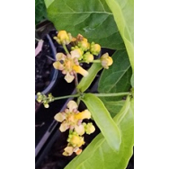 PRESTONIA LONGIFOLIA RARE – Prestonia longifolia syn. Echites longifolia 125 mm pot