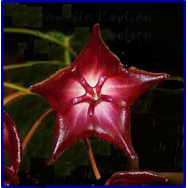HOYA MACGILLIVRAYI IML 0220 – Hoya macgillivrayi ssp. superba-75 mm pot