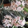 HOYA LONGIFOLIA - The Bean Hoya 75mm
