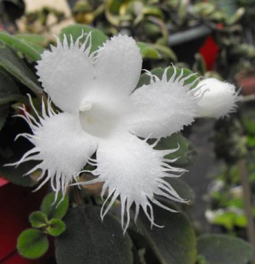LACE FLOWER VINE - Episcea dianthiflora 125mm Hanging Basket