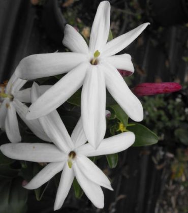 STARRY JASMINE - Jasminum multipartitum 125mm