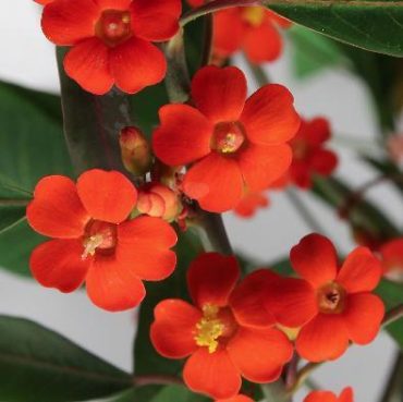 SCARLET PLUME - Euphorbia fulgens 125mm