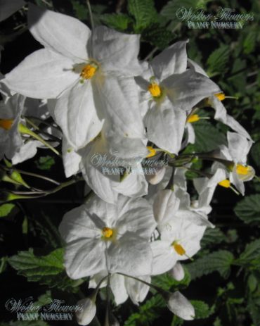 POTATO VINE - Solanum jasminoides 140mm