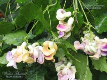 SNAIL CREEPER - Vigna caracalla 125mm
