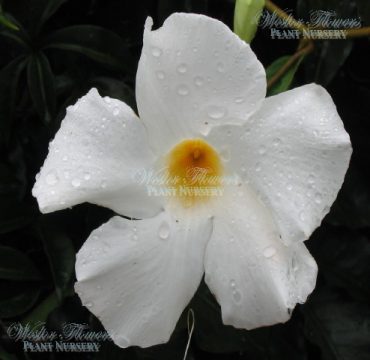 'WHITE MANDEVILLA' - 'Mandevilla boliviensis 125mm