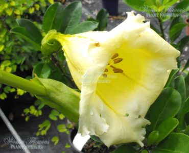CUP of GOLD - Solandra longiflora 125mm (Rare)